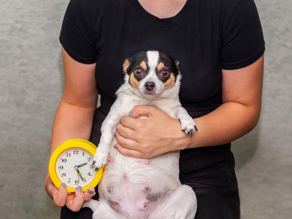 9 segni che una cagna sta per partorire