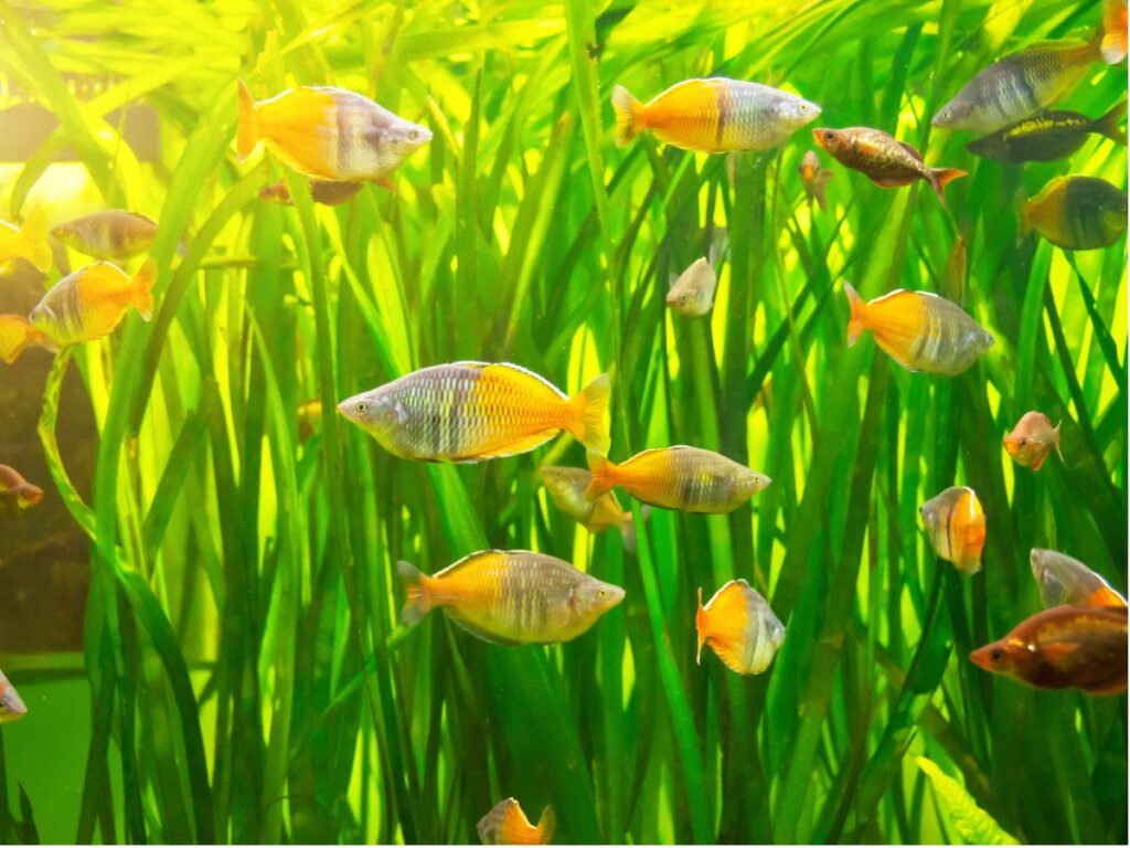 Come funziona la riproduzione dei pesci?