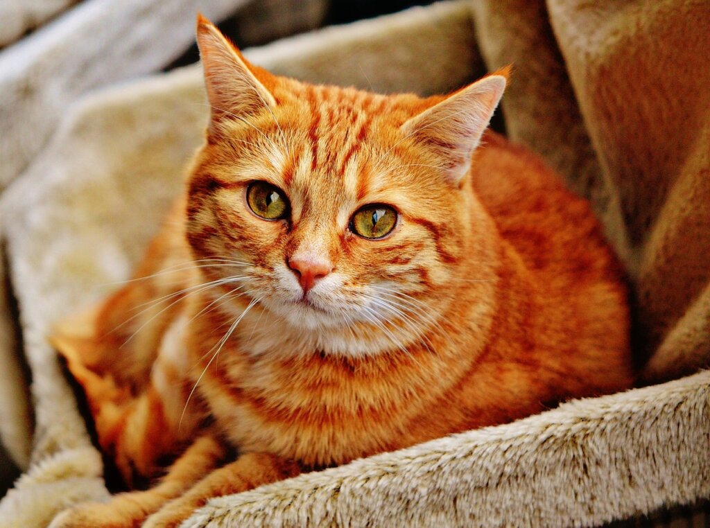 Tenie nei gatti: tipi, sintomi e trattamenti
