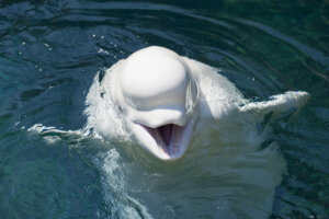 Beluga: caratteristiche, habitat e comportamento