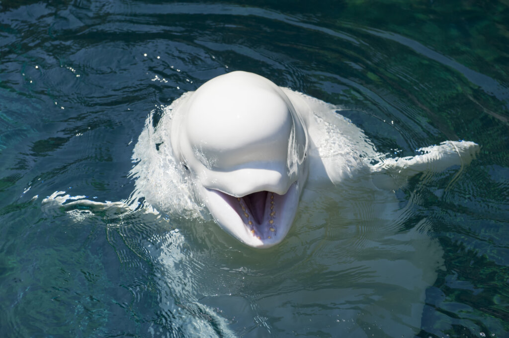 Beluga: caratteristiche, habitat e comportamento