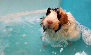 Fare il bagno a una cavia a casa: domande frequenti