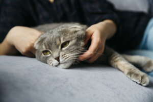 FLUTD nei gatti: sintomi, trattamento e prevenzione