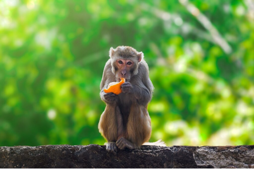 Scimmie: tipi e caratteristiche