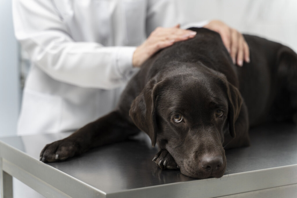 Sindrome di Cushing nei cani: sintomi e trattamento