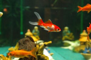 10 specie di pesci vistosi per un acquario d'acqua dolce