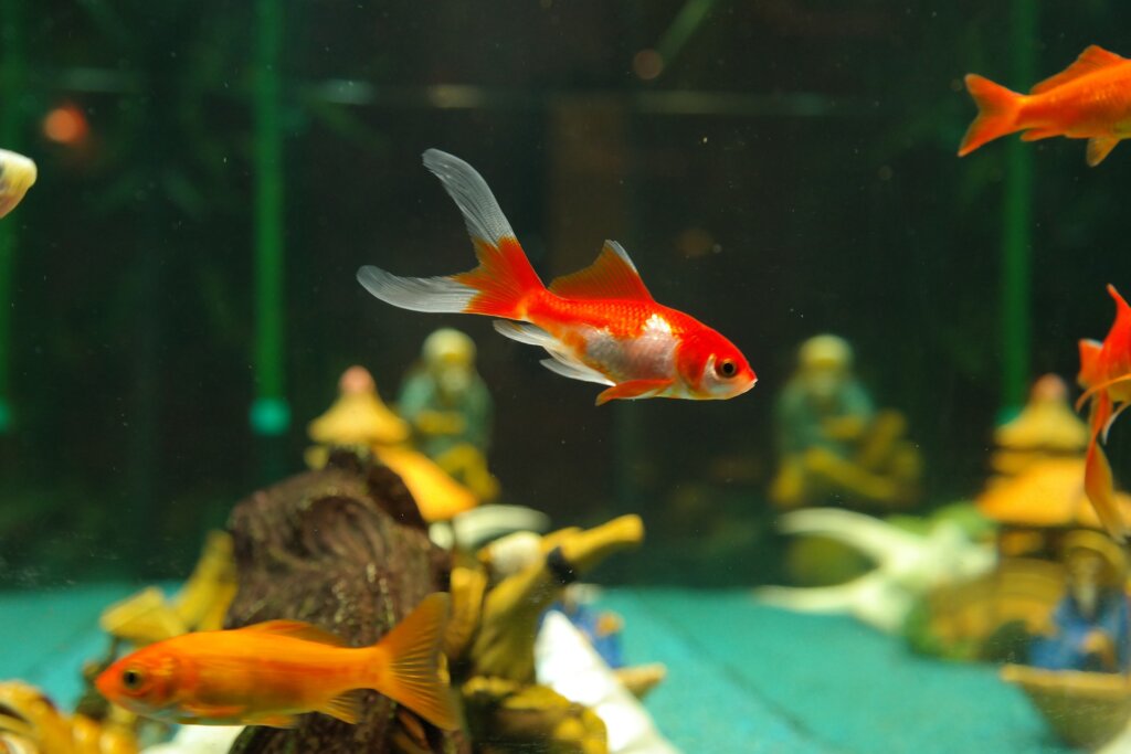 10 specie di pesci vistosi per un acquario d'acqua dolce