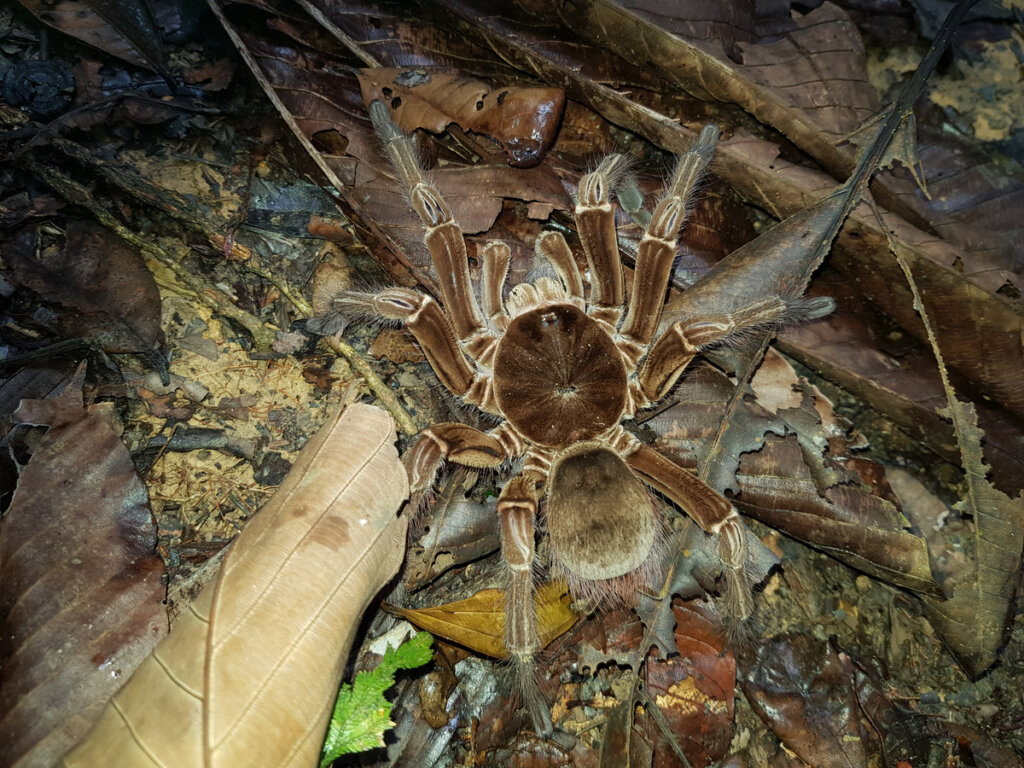 Tarantola golia: il ragno più grande del mondo