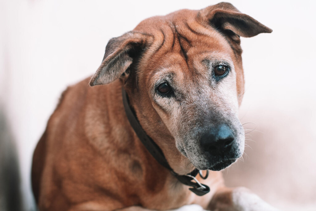 Sindrome vestibolare nei cani: tutto quello che c'è da fare