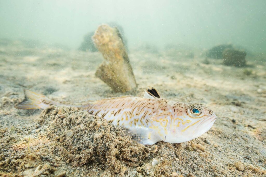 Pesce ragno: perché il suo veleno può essere mortale?