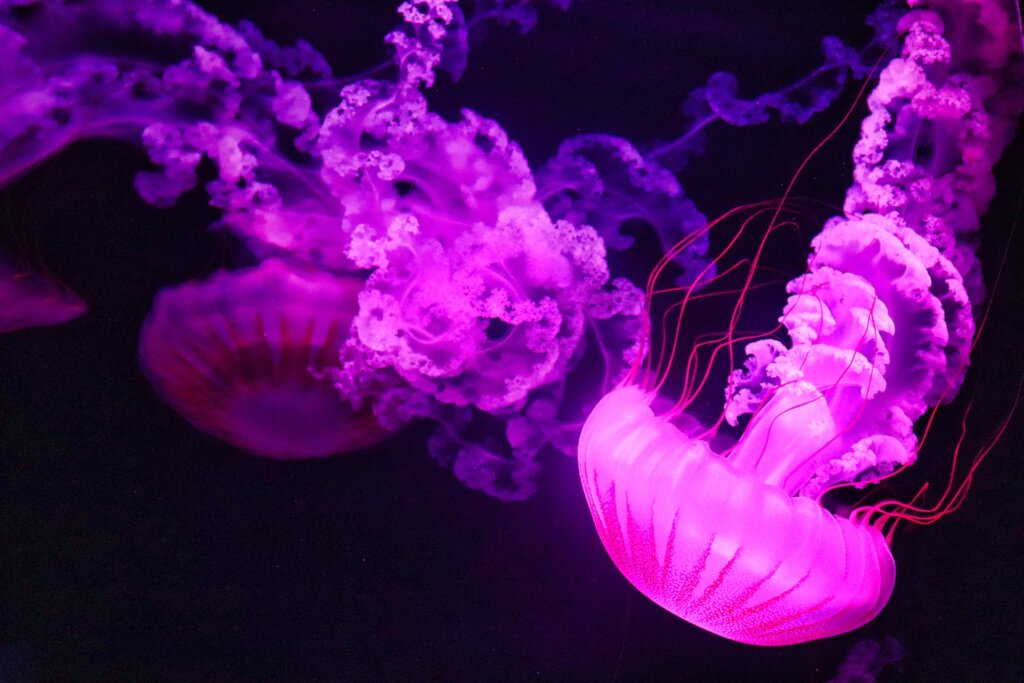 Importanza delle meduse: perché sono così necessarie?