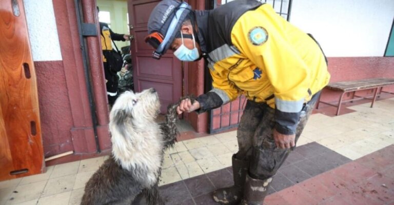 Un cucciolo ha percorso più di 20 km e ha trovato il suo migliore amico seguendo le sue tracce
