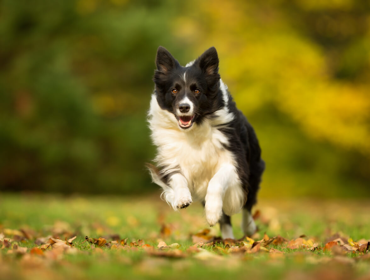 Border collie: scopri a che età si calma