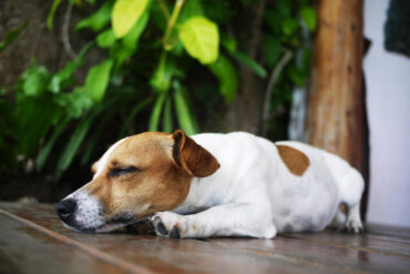Sincope nel cane o svenimento improvviso: cosa tenere in considerazione?