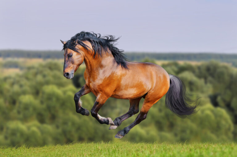 Cavallo lusitano: cosa dovresti sapere su questa razza