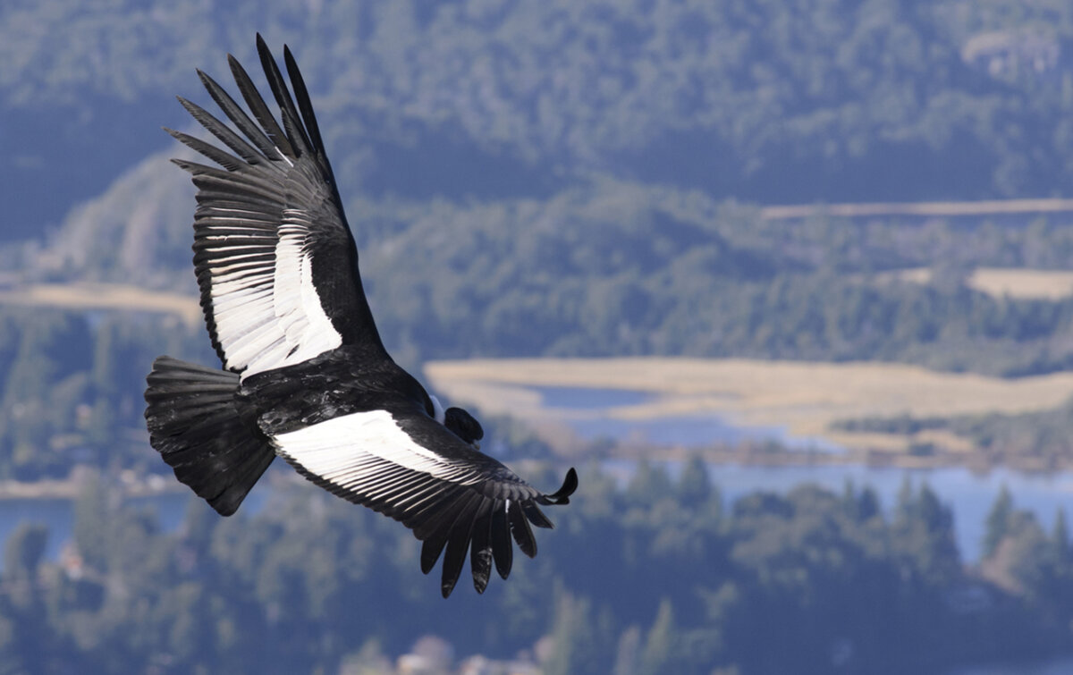 4 uccelli unici della Colombia: bellezza e diversità