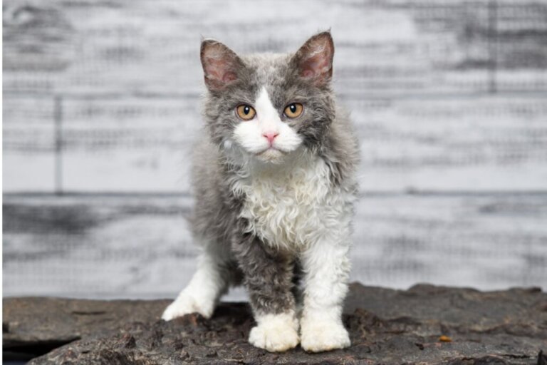 Il linguaggio del corpo del gatto