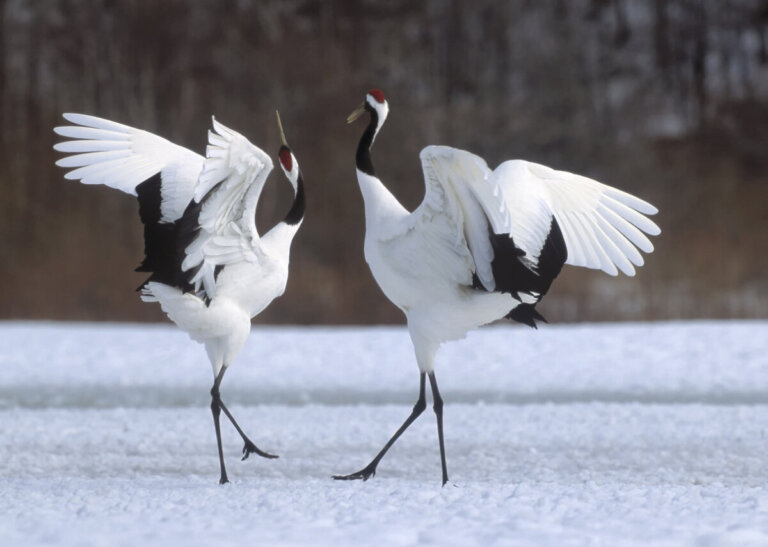 Riproduzione degli uccelli: cosa significa la danza del corteggiamento?