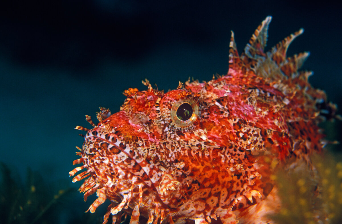 5 curiosità sullo scorfano che non conoscevi