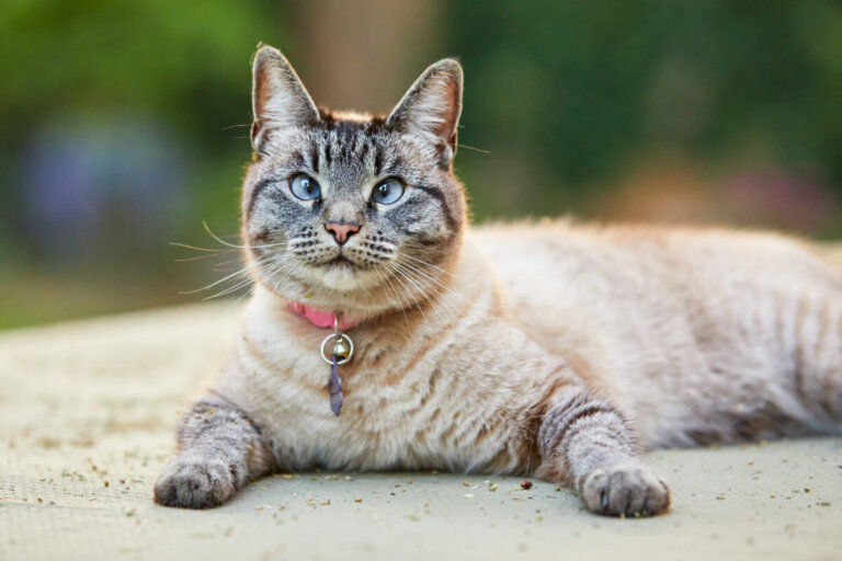 Sindrome di Down nei gatti: è possibile?