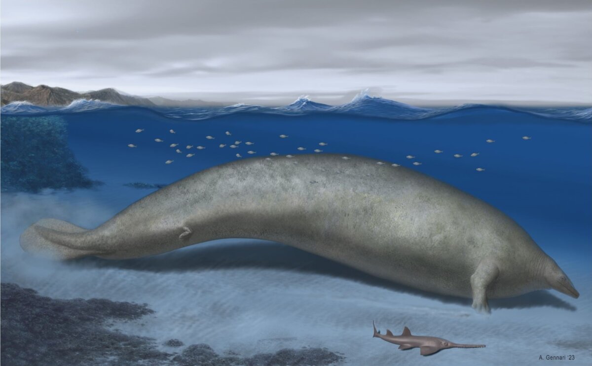 La nuova specie di balena scoperta potrebbe essere la più pesante della storia