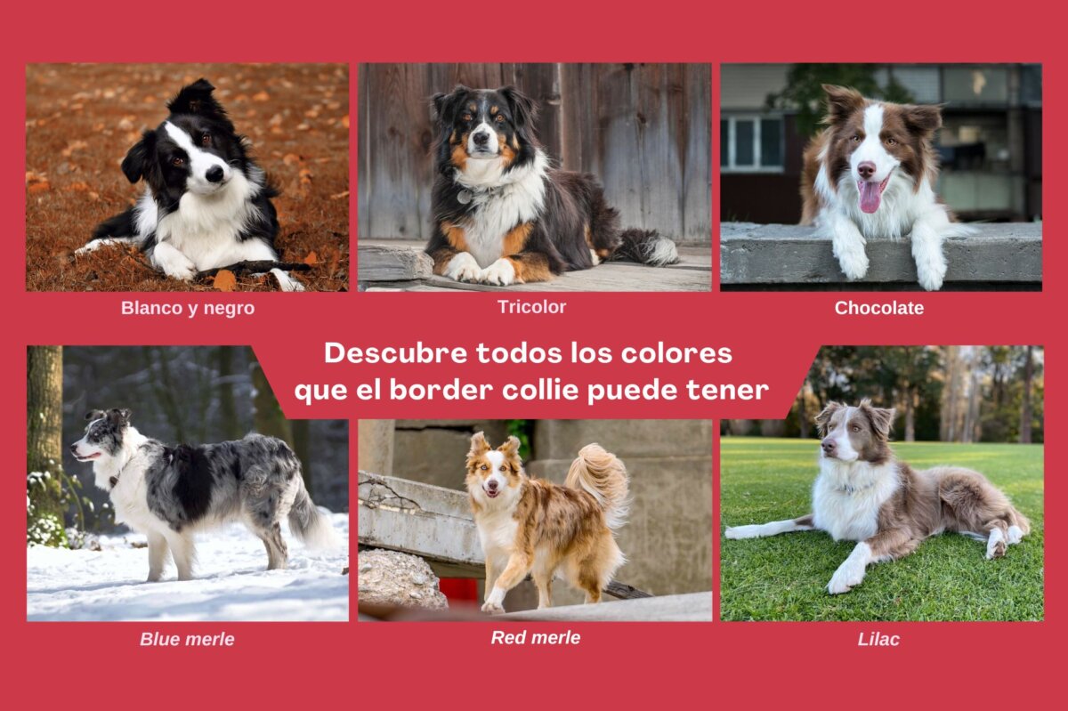 Scopri tutti i colori che può avere il border collie