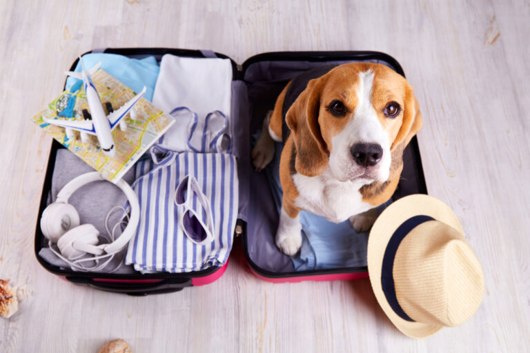 Avventure canine: come viaggiare con il tuo cane in modo sicuro e divertente