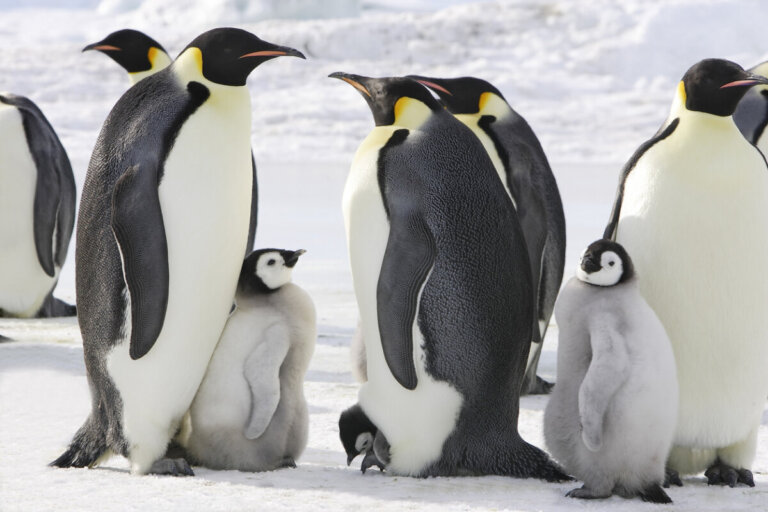 7 pinguini in pericolo di estinzione