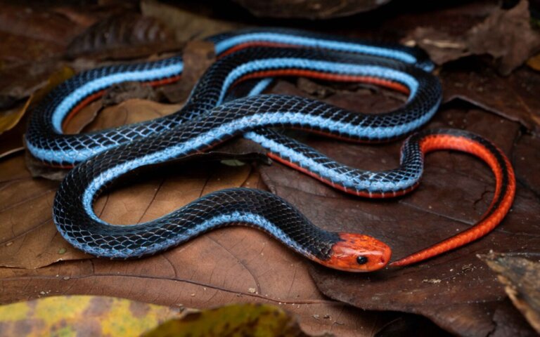 Serpente blu corallo: caratteristiche e descrizione del veleno