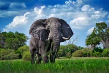 Quanto pesa un elefante?