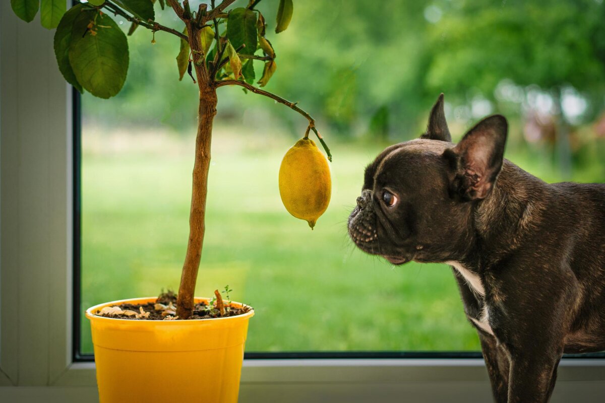 Perché i cani non dovrebbero consumare il limone