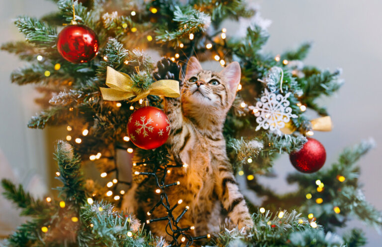 Gatti e alberi di Natale, 11 strategie per evitare i disastri natalizi