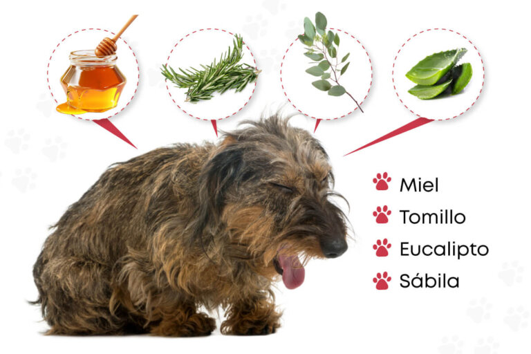 9 rimedi casalinghi per combattere la tosse nei cani
