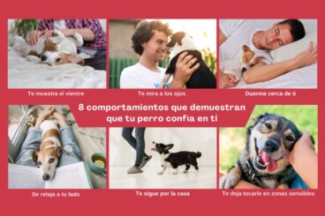 8 comportamenti che dimostrano che il tuo cane si fida di te