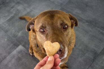 3 ricette di biscotti salutari per il tuo cane