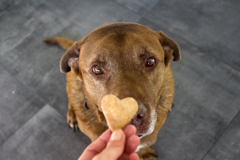 3 ricette di biscotti salutari per il tuo cane