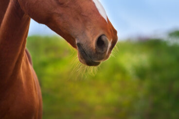 Pleuropolmonite equina, una grave infezione respiratoria nei cavalli