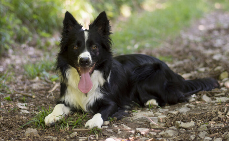 Scopri se il tuo border collie è di razza pura in 5 passaggi
