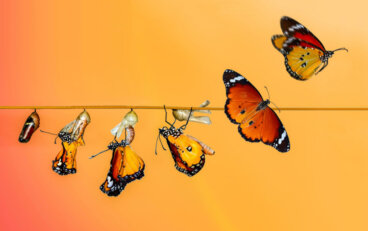 Il ciclo vitale della farfalla
