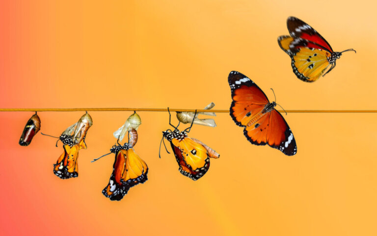 Il ciclo vitale della farfalla