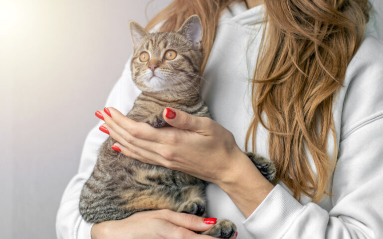 Come trasportare correttamente un gatto, secondo un esperto