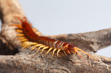 Scolopendra: caratteristiche, habitat e morso