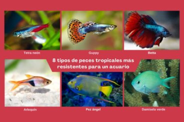 8 tipi di pesci tropicali più resistenti per un acquario
