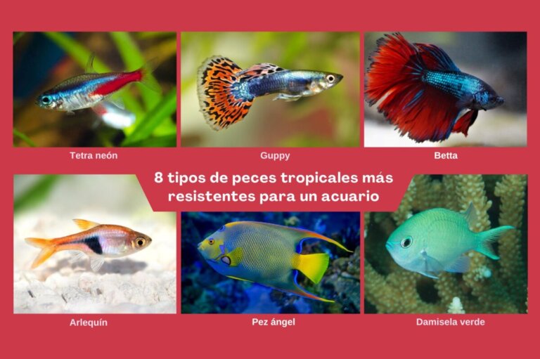 8 tipi di pesci tropicali più resistenti per un acquario
