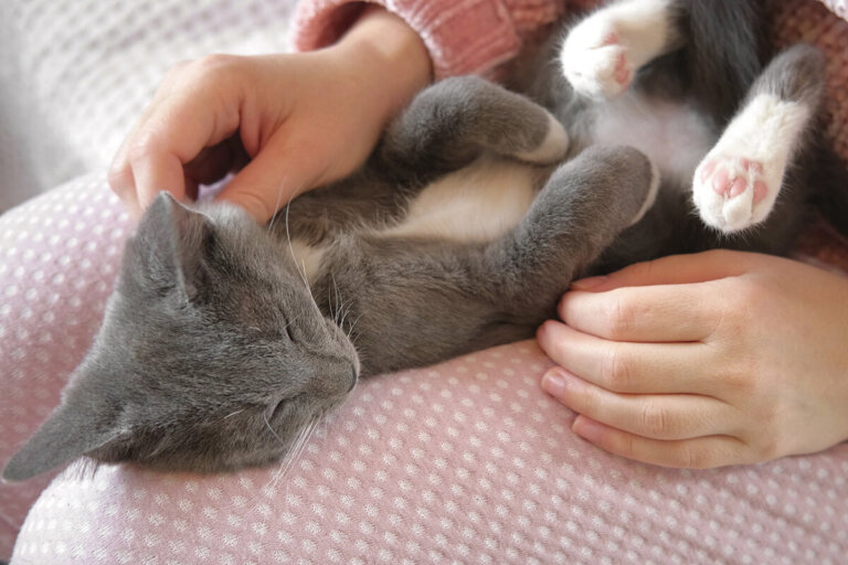 Perché il gatto dorme tra le mie gambe?