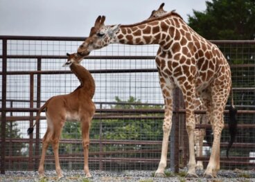 Allo zoo del Tennessee è nata una giraffa immacolata, l'unica al mondo