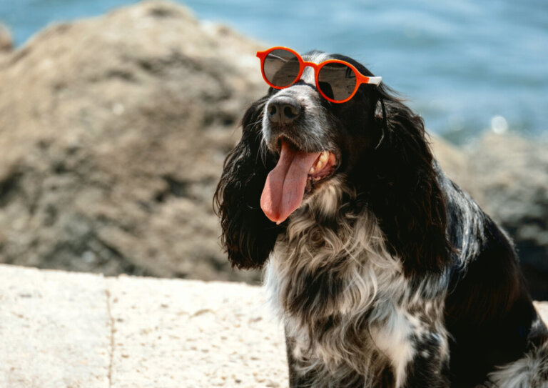 Per questi motivi NON dovresti radere il tuo cane in estate