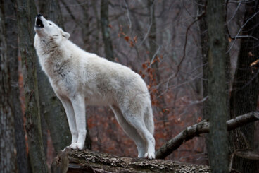 Perché i lupi ululano e cosa significa, secondo gli esperti