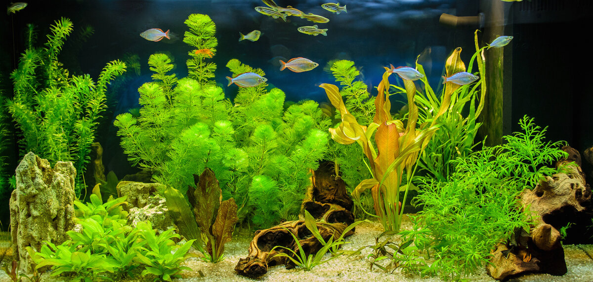 5 piante d'acquario per principianti: caratteristiche e cura
