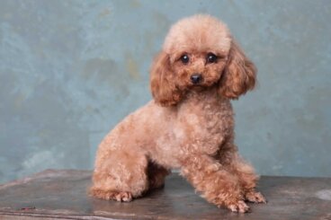 Barboncino toy o barboncino nano? Guida completa per scegliere la taglia giusta